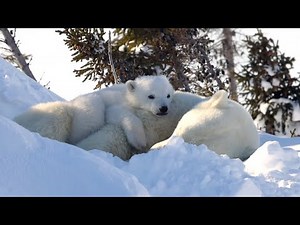 Adorable Pair Of Polar Bear Cubs Spotted In Canada | Cute Wildlife