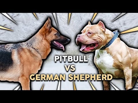 GERMAN SHEPHERD vs PITBULL TERRIER! What's The Best Family Guard Dog?