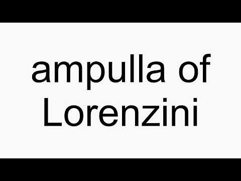 How to pronounce ampulla of Lorenzini
