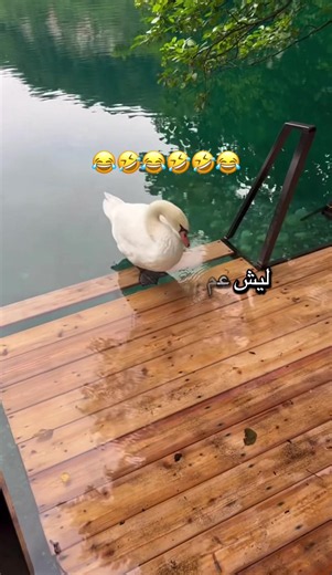 #هشتاك_تيك_توك #😅😅😅😅😅😅😅😅😅