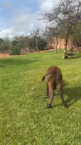 1.4M views · 36K reactions | Bean versus Bibi! Here, victory is not...