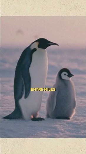Did you know about a penguin that can survive without eating? #wildanimals #funfacts #penguins