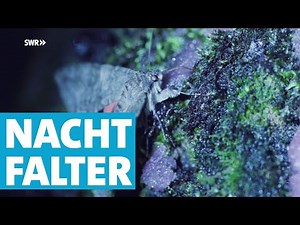 Wundersame Welt der Nachtfalter