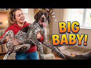 German Shorthaired Pointer - Everything You Need to Know About the Breed