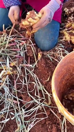 technique for cutting and chopping ginger tree stems using a knife