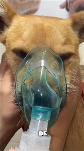 I'll Be Good From Now On! | La Vet Oriente Veterinary Clinic