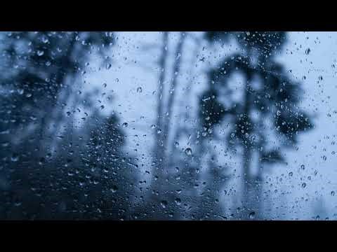 Transmissão ao vivo de The Cat Vision