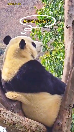 2.15福公主迷迷糊糊在考虑还要不要睡，隔壁邻居酉酉对着福宝趴着#大熊猫 #大熊猫福宝 #푸바오 #panda #fubao #大熊貓 #大熊貓福寶#爱宝#乐宝#爱宝乐园#姜爷爷#宋爷爷