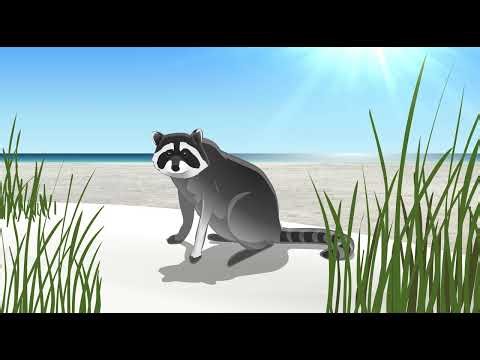 Threat of Nest & Hatchling Predation by Domestic Animals PSA - Sea Turtle Conservancy