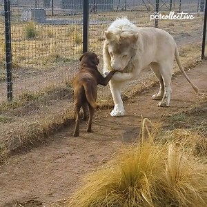 Now that's a romantic big cat. | Try Not to Laugh