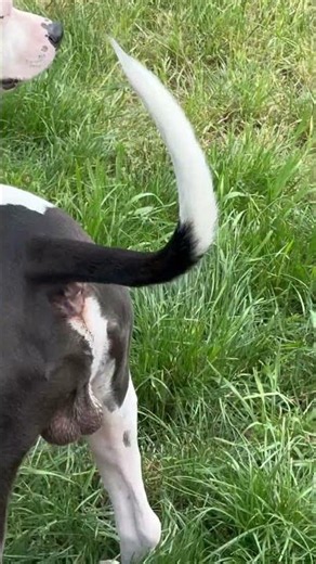 Puppies Having the Best Day Ever in the Grass #puppy #happypup #puppylife #happypuppy #foreverpuppy