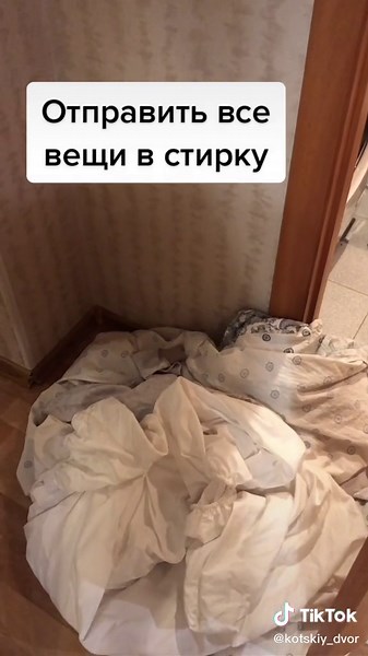 Как избавиться от блох у кошки: советы ветеринара