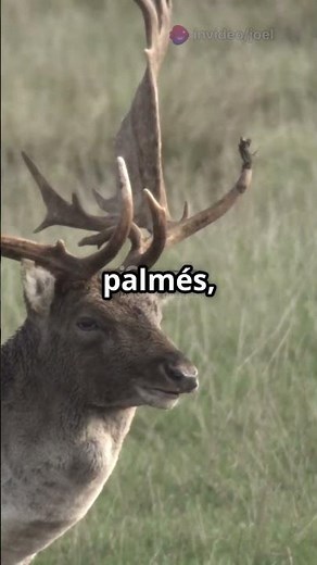 Découvrez le Daim : Un animal fascinant!