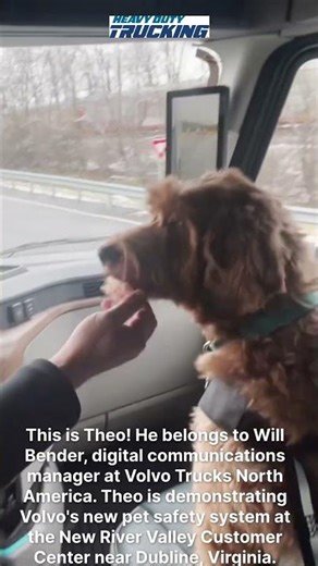 Volvo's New Pet Safety System Starring Theo!