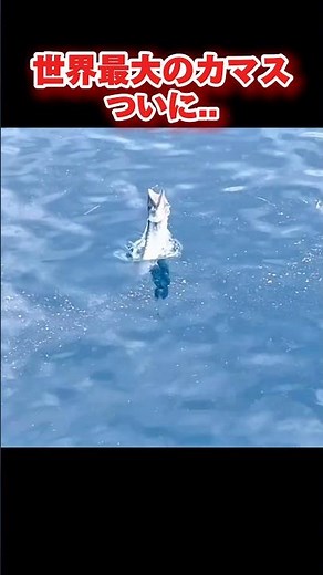 Finally, the world's largest barracuda #fishing #Okinawa #fishing