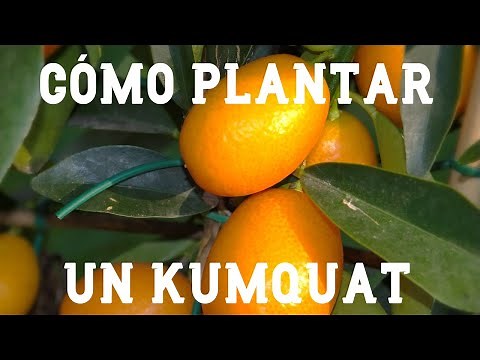 How to Plant a Kumquat, Chinese Orange, or Quinoa | Carlos's Garden