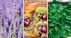 8 astuces naturelles pour éloigner les araignées de la maison