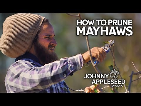How to Prune a Mayhaw Tree | Climate Farming 101 | Johnny Appleseed Organic Village