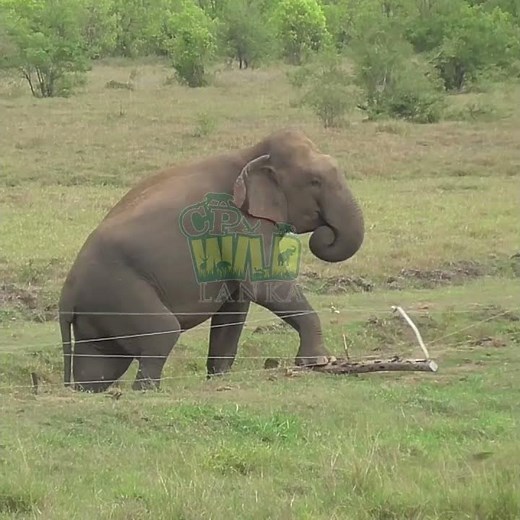 Massive Wild Elephant Destroys Electric Fence | Elephant #elephant