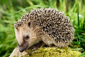 Hedgehogs in danger: the under-£10 box that keeps them safe - Netmums