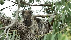14K views · 542 reactions | Mark Thomas captured an extremely rare sight in the outskirts of Port Lincoln, Lower Eyre Peninsula  The footage shows a koala holding onto her young twins in a eucalyptus tree  “Koala mothers very rarely give birth to twins. Twins have been documented in captivity but there is almost no video evidence of twins in the wild, until now,” Thomas told Storyful. | ABC Adelaide | Facebook