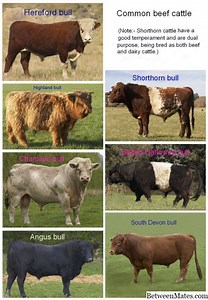 Holstein y Brown Swiss - ANIMALES 2026