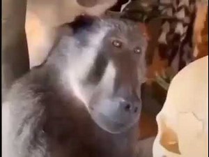 Monkey looks at the skull original