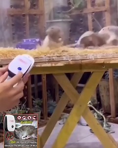 🐜 Protege a tus seres queridos sin químicos. 🐶 Nuestro repelente de plagas, amigable para los animales y el medio ambiente, es seguro para las mascotas y no emite toxinas ni sonido. Haz clic abajo⬇️ | Superzebra