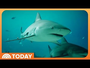 This is why great white shark sightings have risen off the Northeast coast
