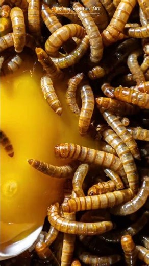 What Happens When You Leave an Egg With Worms?