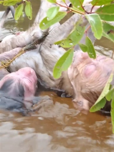 Exploring the Life of Monkeys