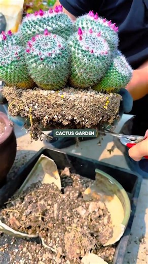 How to Repot Cactus Safely: A Step-by-Step Guide