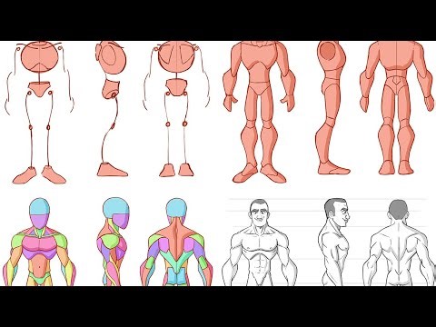 Top 5 tips for anatomy