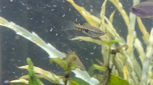 One of my bucket list fish, The Montezuma Green Swordtail (Xiphophorus montezumae). I had them many years back. These came from my good friend and explorer, Rusty Wessel. Really enjoying them. | Aquamojo