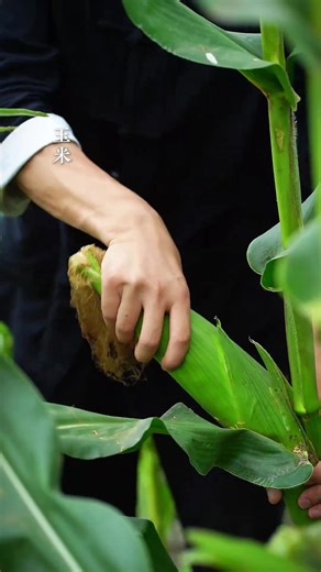 Exploring Cooking in Nature: Harvesting Delicious Flavors