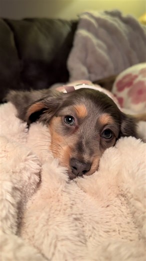 Sleepy baby☺️ #dachshund #dachshundpuppy #cutepuppy #cutedogs #minidachshund