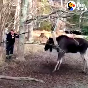 When this moose got his antlers tangled up in a swing, he was panicked. The guy who rescued him had to be SO careful to gain his trust ❤️ | The Dodo