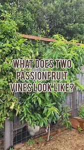 17K views · 48 reactions | Check out how our passionfruit is growing!...