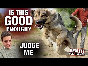 I REFUSE to Be the “Alpha”. What 4 weeks of Positive Reinforcement looks like with an Untrained Dog.