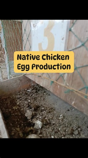 Paano ko namomonitor ang Egg Production ng Native Chickens? | Free Tips & Technique | Native Chicken Production as an Agribusiness #fblifestyle #nativechickenfarming #alagaansirjuan | SirJuan Agriventure