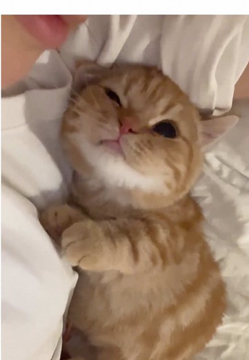 Cute Kitten Moments: Playful Munchkin Cat Highlights