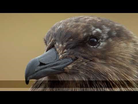 Sea Power: The Great Skua