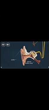#HumanEar #EarAnatomy #3DAnimation #ScienceExplained #MedicalAnimation #Biology #Hearing #InnerEar