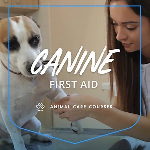 140K views · 185 reactions | Learn how to care for your dog in an...