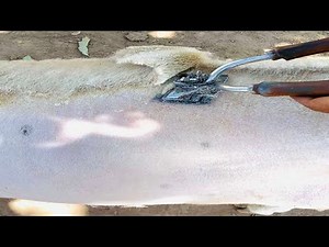 Skillful Man Doing Sheep Shearing Efficiently