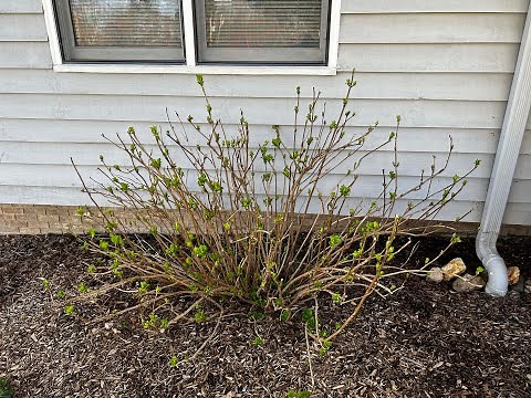 How to Prune Hydrangeas in Spring