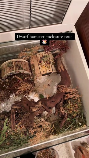 Dwarf Hamster Enclosure Tour: Colorful and Fun