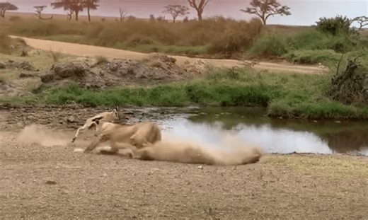 Gazelle Brutally Jukes Out & Breaks Ankles Of Attacking Lion | Whiskey Riff