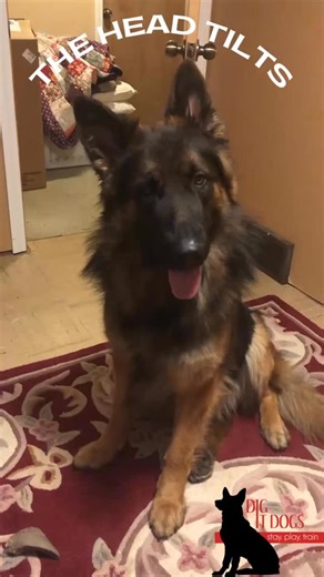 32 reactions · 12 comments | Does your dog do the head tilt?  Did...