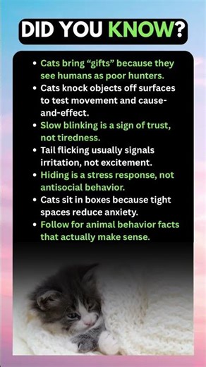 Cat Behavior Finally Explained